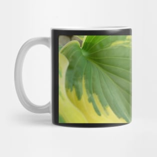 Hosta  'Wide Brim'  Plantain lily Mug